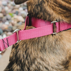 Hidden Prong collar with Snap NEW COLORS image 7