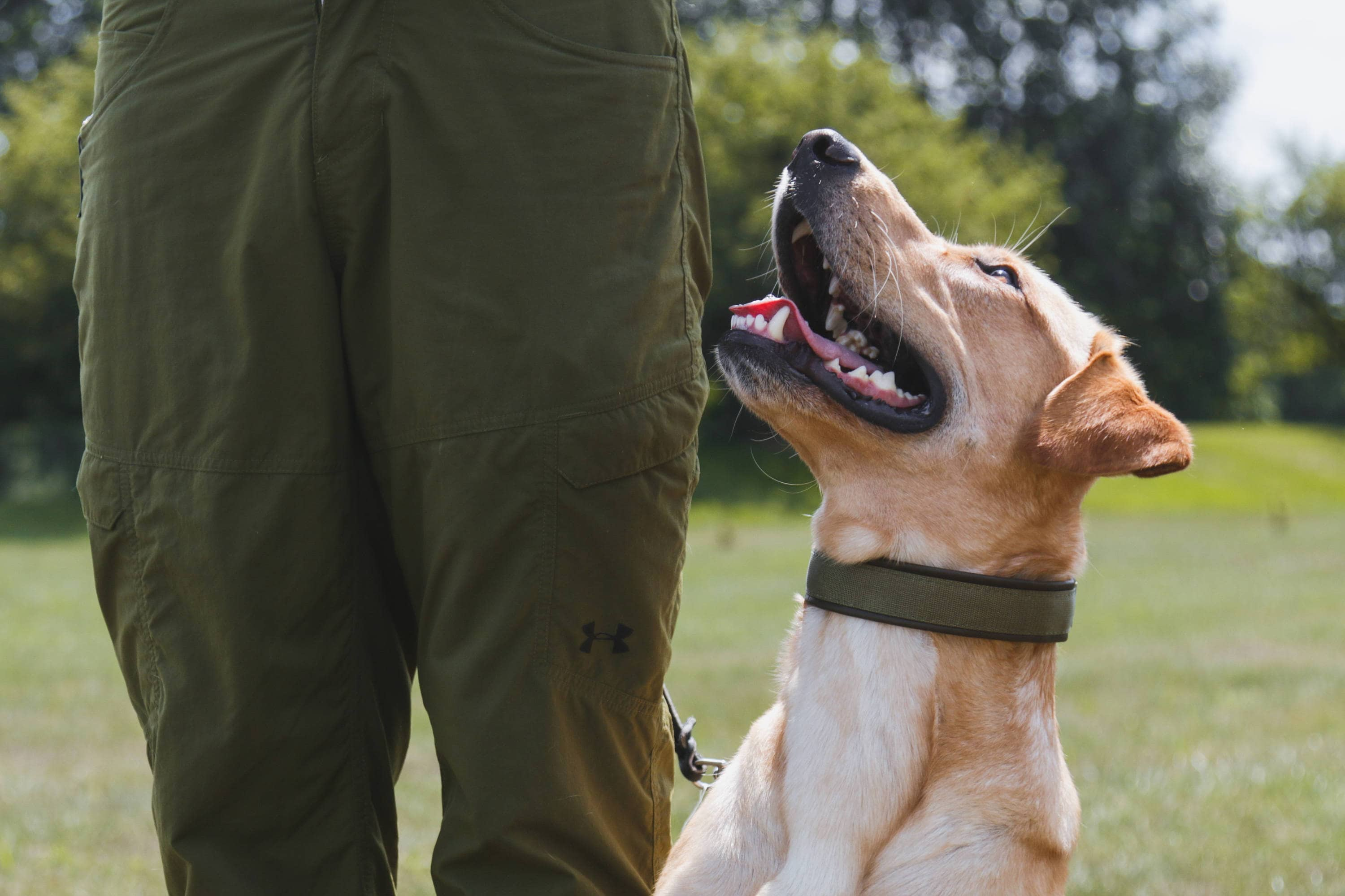 Leerburg  How to Fit a Prong Collar