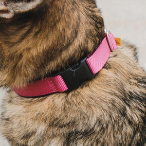 Hidden Prong collar with Snap NEW COLORS image 8