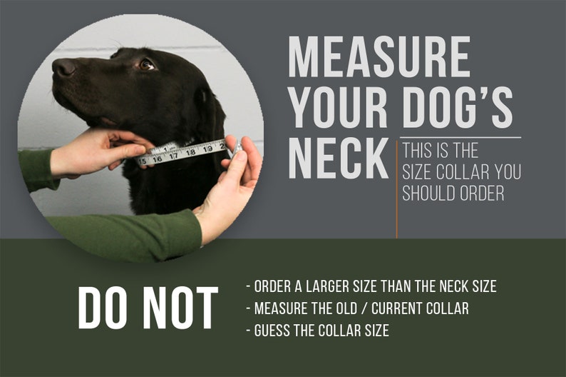 Hidden Prong collar with Snap NEW COLORS image 9