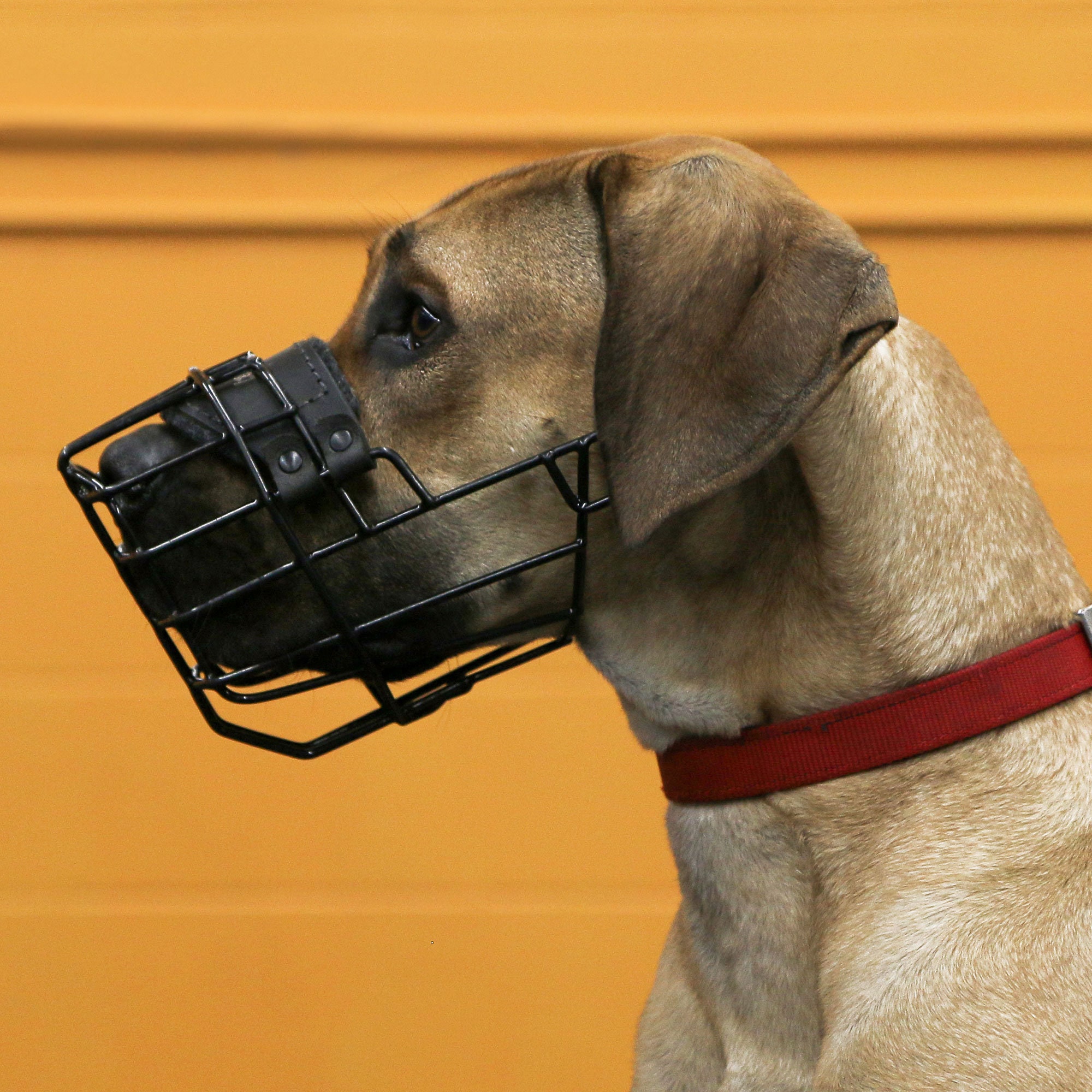 Where can you clearance buy a dog muzzle