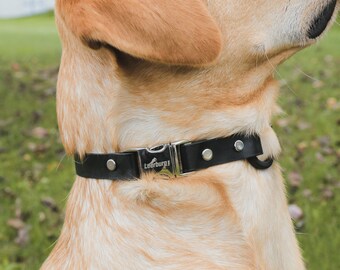 educator bungee collar