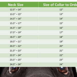 Hidden Prong collar with Snap NEW COLORS image 10