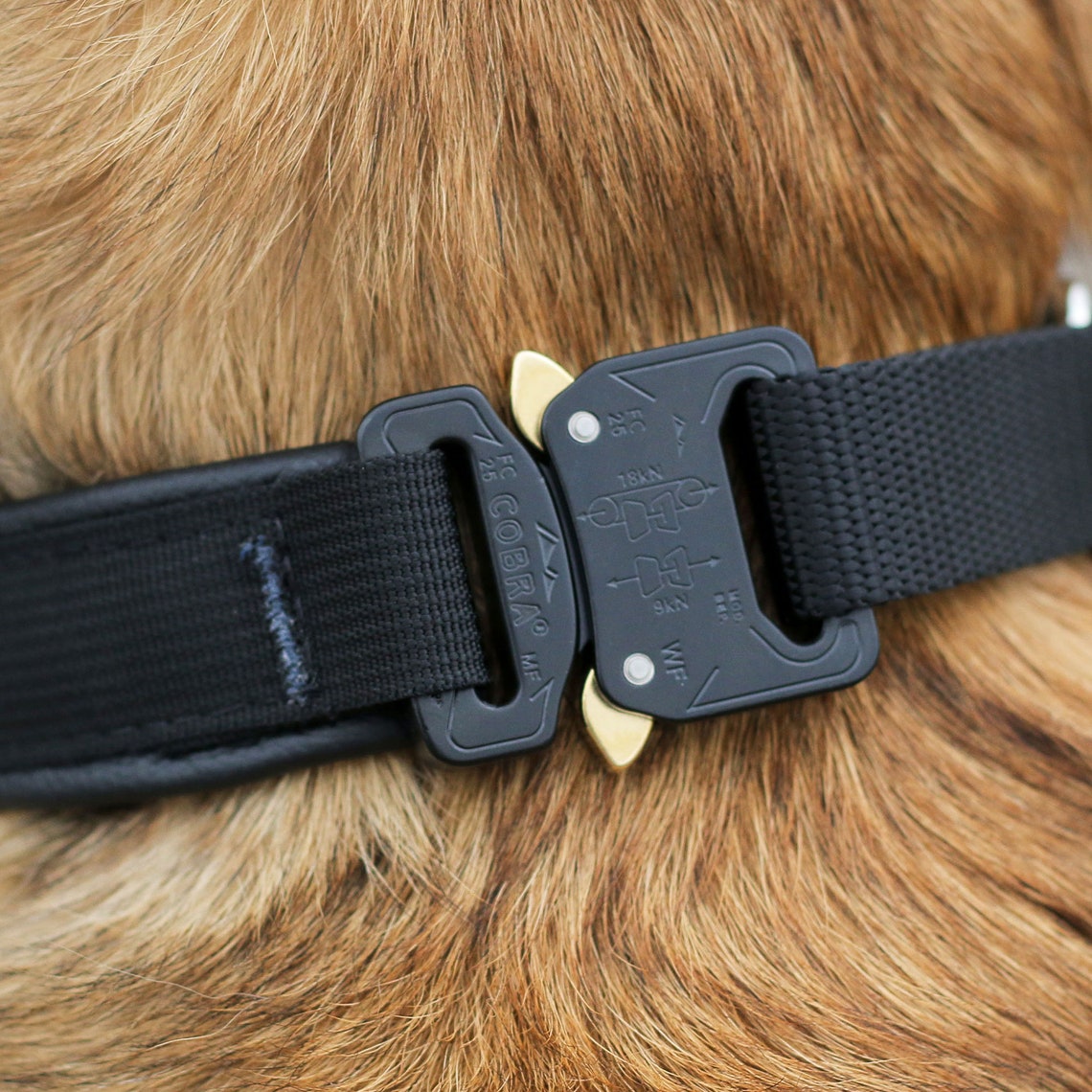 Leerburg Hidden Prong Collar with Cobra Buckle Etsy