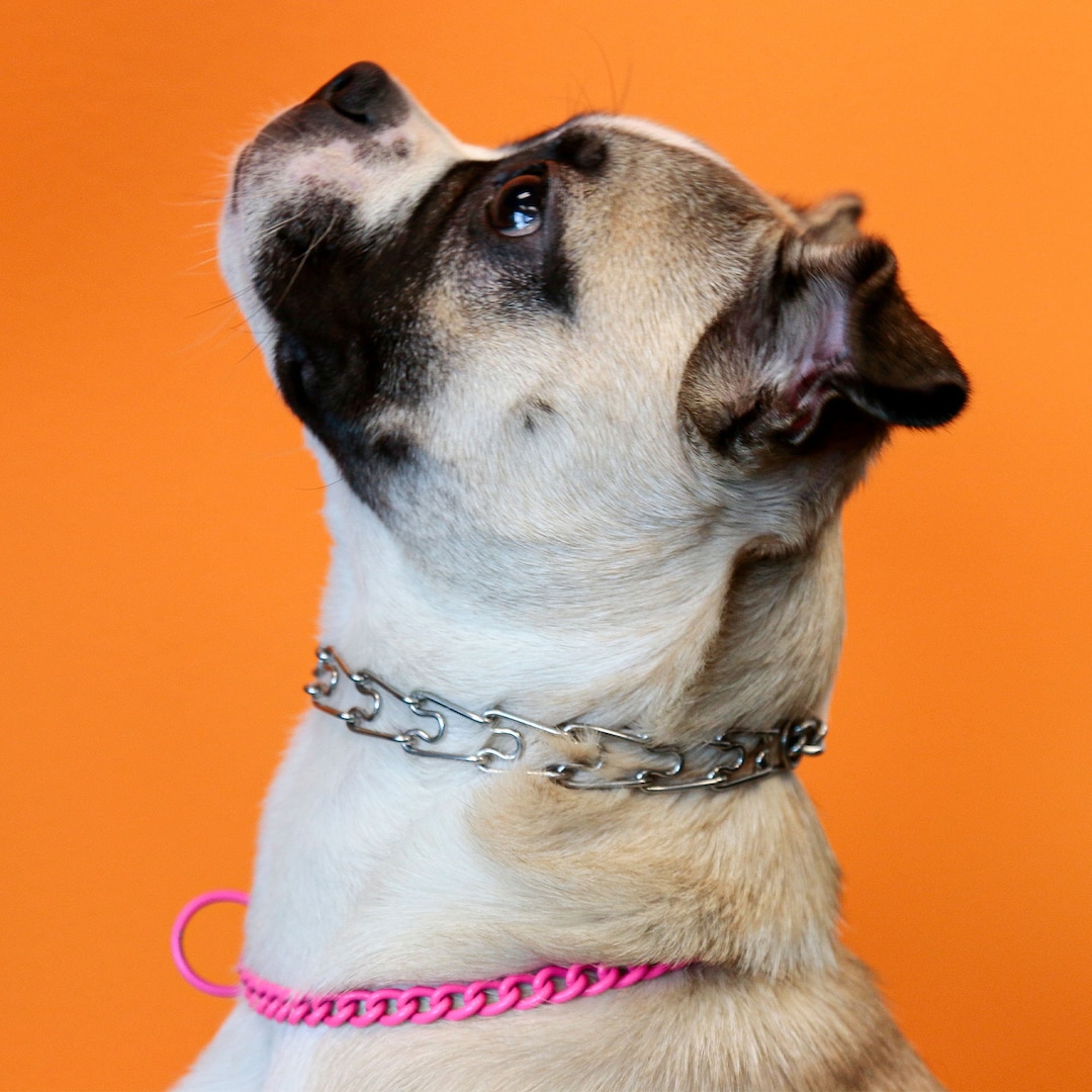 Leerburg's Micro Prong Collar for Small/medium Dogs 