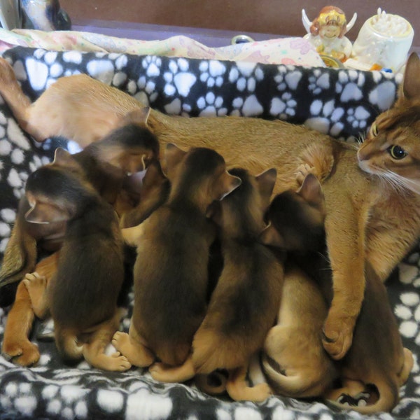 Curated visual reference: Picture Idea: Whelping Supplies