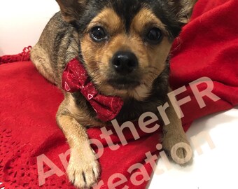 Pet Bow Tie, Cat Bow Tie, Dog Bow Tie, Pet Neckwear, Pet Accessories, Pet Clothing,