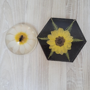 Set van 2 acryllucietdeksel of presse-papier, koepelvorm echte bij op madeliefje, in helder hars nepglas, geleijam honingpotdeksel