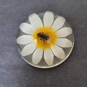 May include: A clear glass paperweight with a white daisy and a small black bee inside. The daisy has a yellow center.