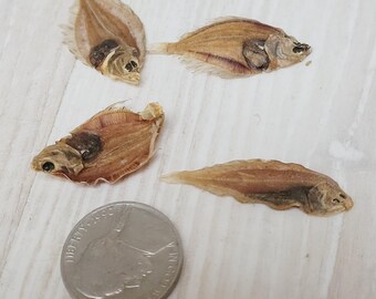 本物のミニチュア干し魚の剥製 4 個セット。長さ 1.5 インチのビンテージ ベージュ アニマル、樹脂製ジュエリー作り用のビンテージ ドールハウス ミニチュア。