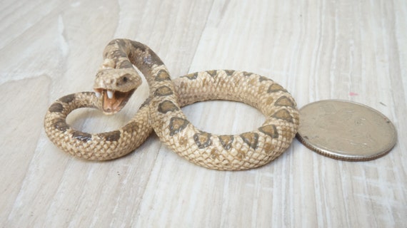 Schleich rattlesnake 2025