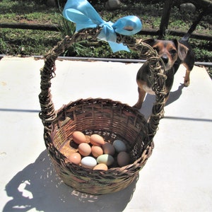 May include: A wicker basket with a blue bow on the handle is filled with a variety of brown and blue eggs. A small brown and black dog is standing behind the basket, looking at the camera.