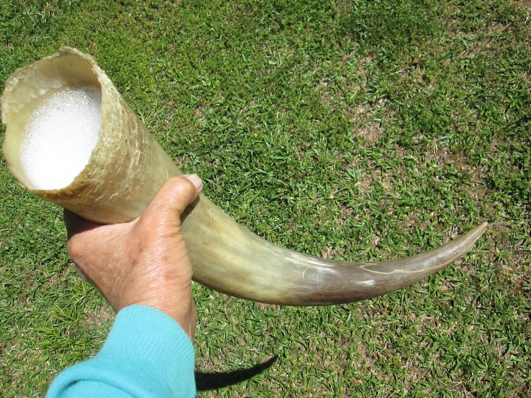 Natural Real Steer Bull Horn Gunpowder Horn Extra Long 17