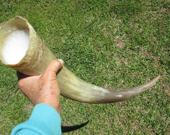 Natural Real Steer Bull Horn Gunpowder Horn Extra Long 17" Viking Drinking Horn War Horn