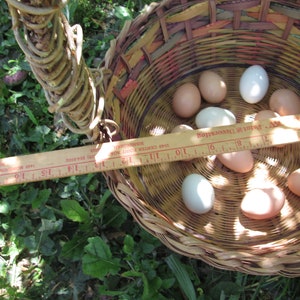 May include: A wicker basket filled with brown and white eggs. A wooden ruler with red markings is placed across the top of the basket. The ruler reads "Raw Paint Decorating 1549 Center 18 MONTOONERT GOKAY".