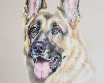 Colored pencil pet portrait Custom ordered