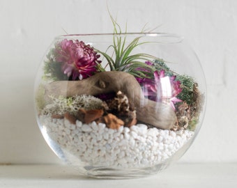 Air Plant DIY Terrarium Kit: Glass Globe, Woodland Moss