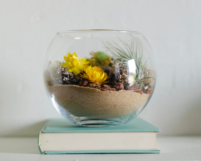 DIY Terrarium Kit Air Plant Terrarium Kit Terrarium Building Etsy