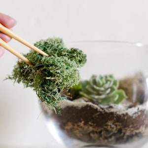 Succulent Terrarium DIY Kit: Glass Bowl Garden Gift