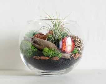 DIY Terrarium Kit, DIY Terrarium, Air Plant Terrarium Kit, Gift For Mom, Birthday Gift, Aunt Gift, Natural Floral Home Decor, DIY Gift Kit