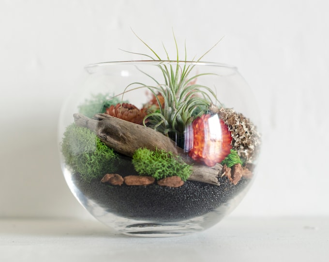 DIY Air Plant Terrarium Kit: Glass Globe, Moss & Flowers