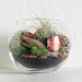 see more listings in the DIY Terrarium Kits section