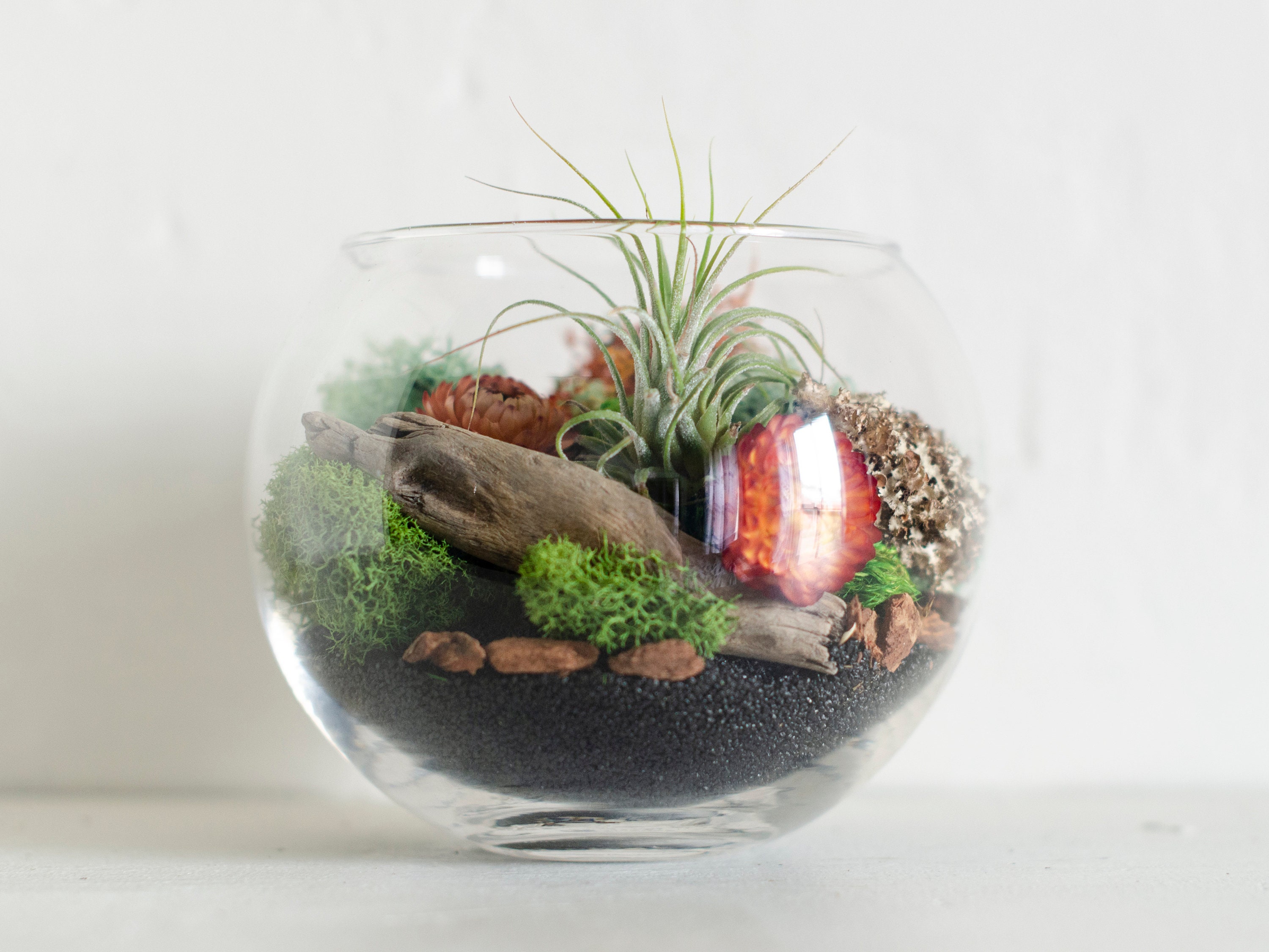 DIY Air Plant Terrarium Kit: Glass Globe, Moss & Flowers