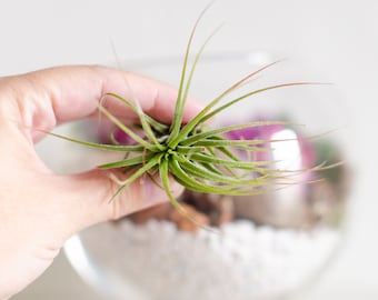 DIY Air Plant Terrarium Kit: Glass Globe, Moss & Flowers