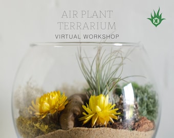 Air Plant Terrarium Kit + Air Plant Terrarium Workshop Online Class | Virtual Workshop, DIY Terrarium Kit Team Building Kit Friend Gift