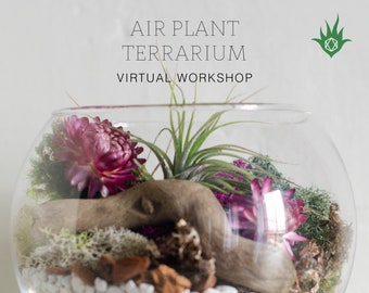 Air Plant Terrarium Kit + Air Plant Terrarium Workshop Online Class | Virtual Workshop, Team Building Kit Team Building Gifts Terrarium Kit