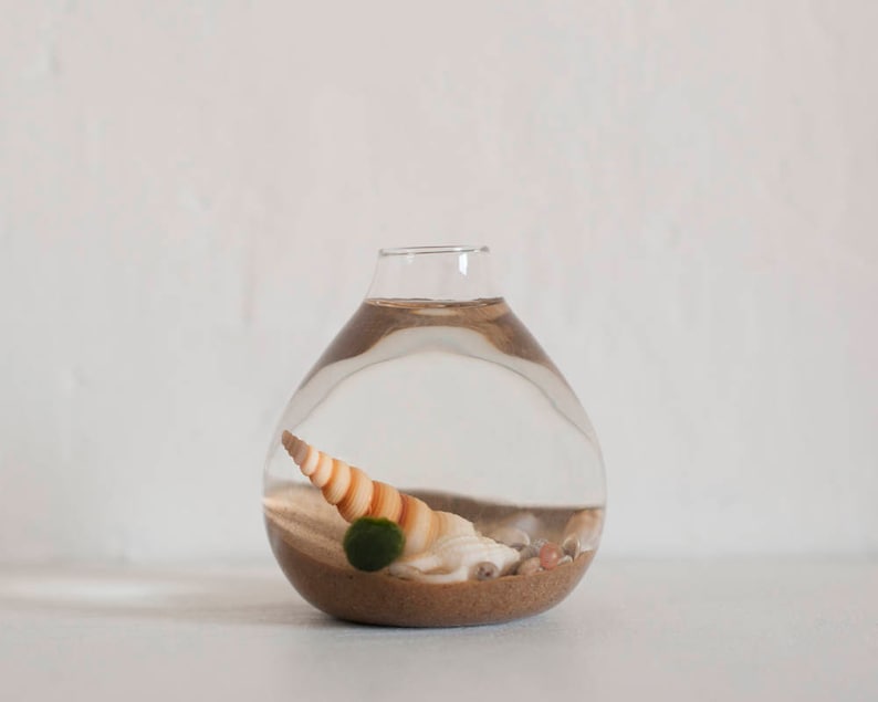 Moss Terrarium Kit Aquatic Decor Terrarium Moss Decor DIY Terrarium Kit Best Friend Gift Marimo Moss Terrarium Marimo Moss Ball Kit