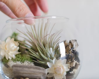 Air Plant Terrarium Kit, DIY Zen Garden Kit, Desktop Zen Garden,  Gift for Him, Gift for Her, Moss Garden, Self Care Gift Birthday Plant Box