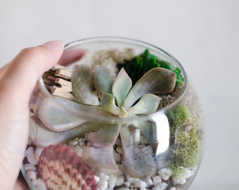 May include: A glass terrarium with a succulent plant, moss, and small white rocks. The terrarium is clear and round, and the succulent plant has green and pink leaves.