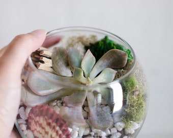 DIY Succulent Terrarium Kit, Make Your Own Terrarium, Plant Kits For Adults, Best Friend Gift, Mom Gift, DIY Succulent Gift, Woodland Decor