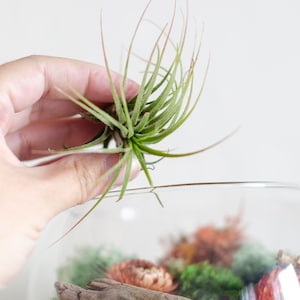 May include: A hand holding a green air plant over a glass terrarium filled with moss, wood, and other plants.