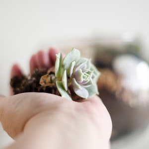Succulent Terrarium DIY Kit: Birthday Gift Box with Glass Bowl