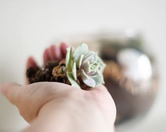 Succulent Terrarium DIY Kit: Birthday Gift Box with Glass Bowl