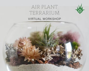 Air Plant Terrarium Kit + Air Plant Terrarium Workshop Online Class | Virtual Workshop, DIY Terrarium Kit, DIY Terrarium, Team Building Kit