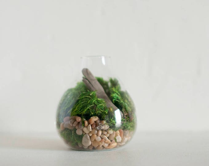 Moss Terrarium Kit, DIY Terrarium Kit, Moss Terrarium, Moss Garden