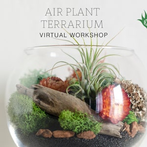 May include: A clear glass terrarium with an air plant, moss, and driftwood. The terrarium contains the text "AIR PLANT TERRARIUM VIRTUAL WORKSHOP" in black font. A green logo is in the upper right corner. The terrarium is on a white background.