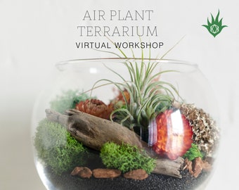 Air Plant Terrarium Workshop Online Class + Air Plant Terrarium Kit | Virtual Workshop, DIY Terrarium Kit,  Birthday Gift, DIY Gift Kit