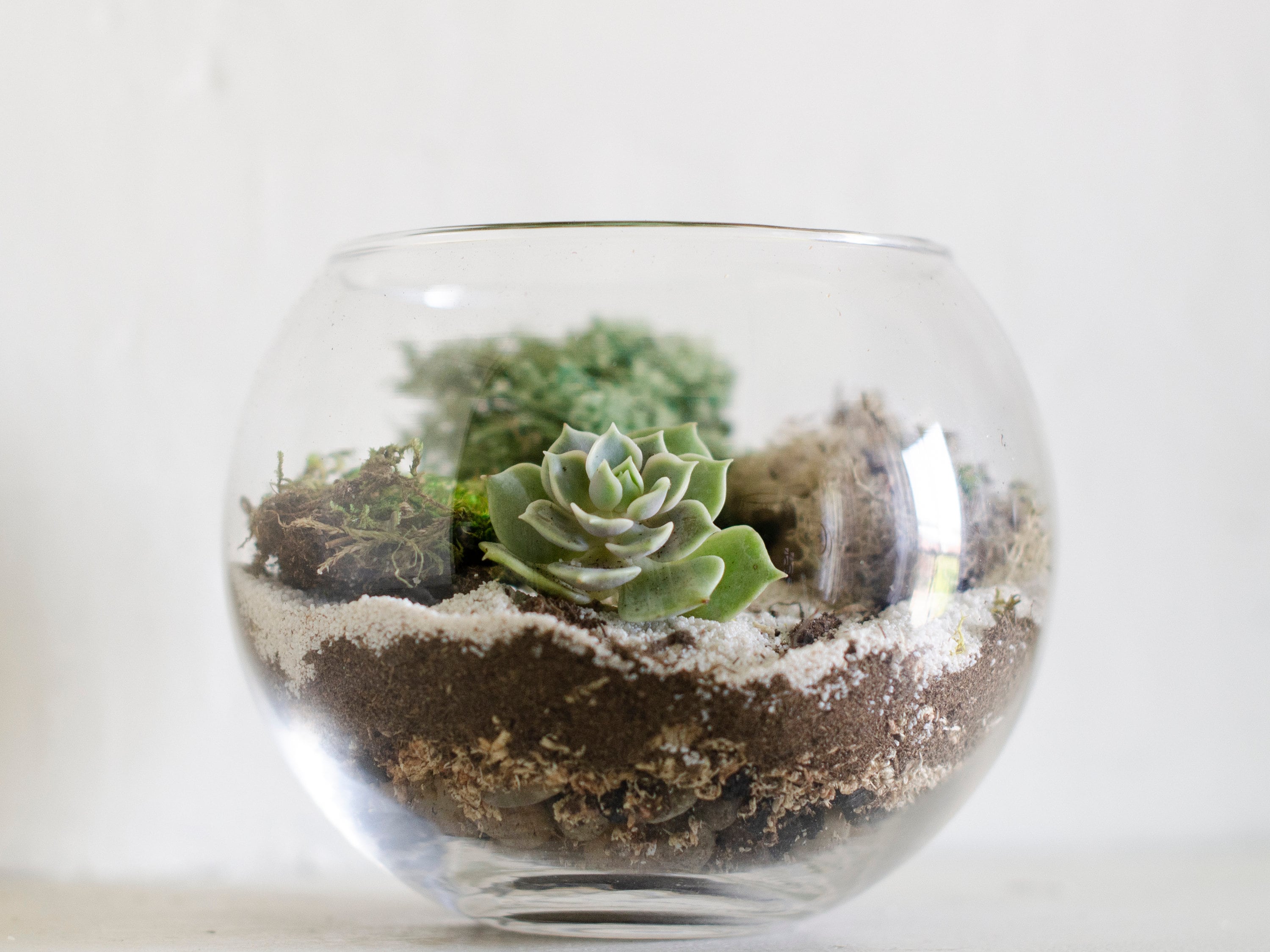 Glass Bowls for Planting Succulents - Etsy