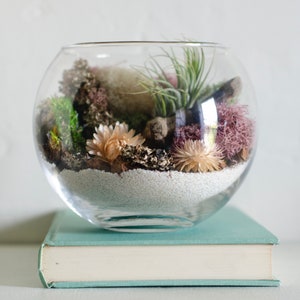 DIY Terrarium Kit, DIY Terrarium, Team Bulding Kit, Air Plant Terrarium Kit, Gift For Mom, Birthday Gift, Girlfriend Gift Natural Home Decor image 2