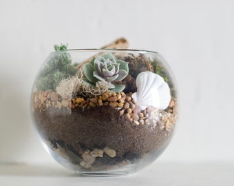 May include: A clear glass terrarium with a succulent plant, small pebbles, sand, and a white seashell. The terrarium is a decorative item, perfect for adding a touch of nature to any space.