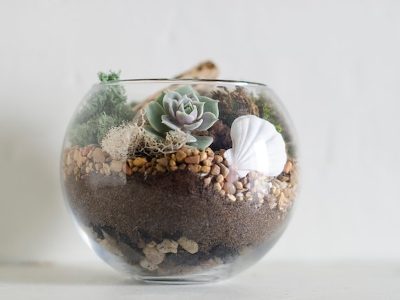 Succulent Terrarium DIY Kit: Glass Bowl With Moss & Seashell - Etsy