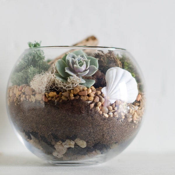 Succulent Terrarium Kit, Succulent Terrarium, DIY Terrarium Kit, Succulent Gift Box Boyfriend Gift DIY Plant Kit Thank You Gift Office Décor