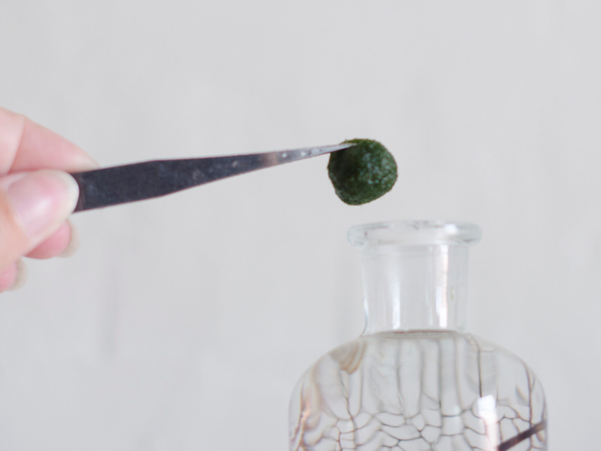 Marimo Moss Ball Kit Moss Kit DIY Terrarium Kit Gift for Etsy