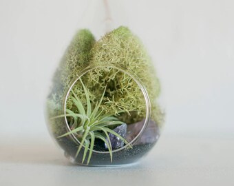 Air Plant Terrarium, Teardrop Terrarium, Hanging Terrarium, Dorm Decor, Bedroom Decor, Best Friend Gift, Office Decor, Gift for Her, Mom