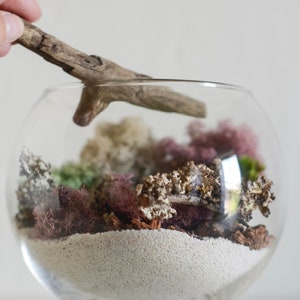 DIY Terrarium Kit, DIY Terrarium, Team Bulding Kit, Air Plant Terrarium Kit, Gift For Mom, Birthday Gift, Girlfriend Gift Natural Home Decor image 3