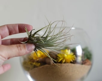 DIY Air Plant Terrarium Kit: Glass Bubble Ball, Woodland Moss